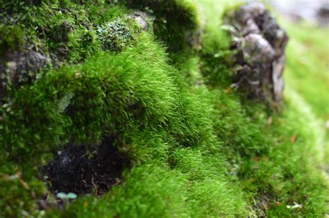 苔蘚介紹|苔蘚(最低等的高等植物):起源演化,形態特徵,概括性特。